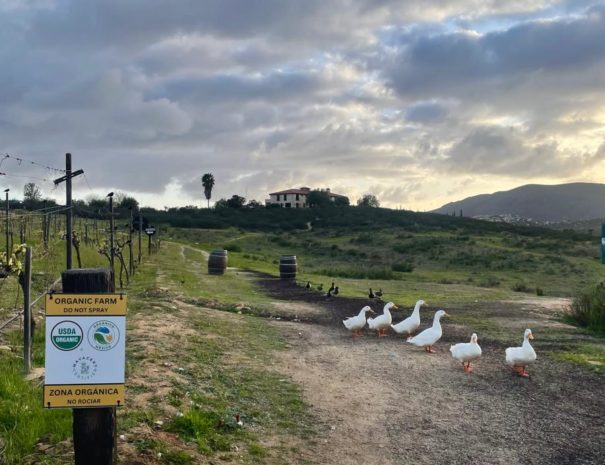 Imagen de WhatsApp 2025-04-21 a las 18.10.01_e86132e0